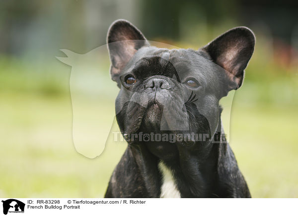 Franzsische Bulldogge Portrait / French Bulldog Portrait / RR-83298