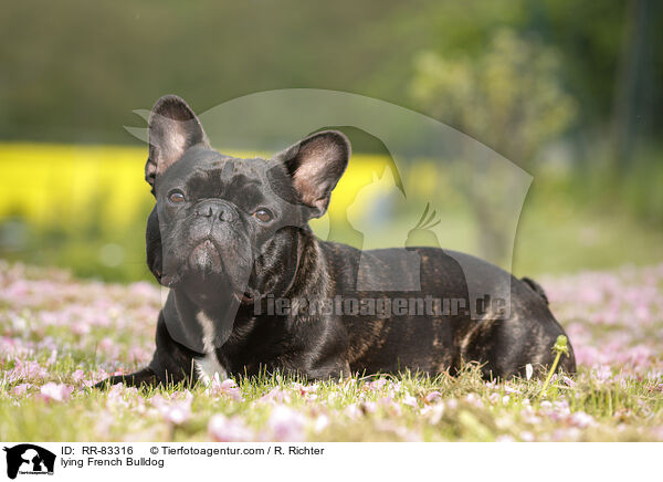 liegende Franzsische Bulldogge / lying French Bulldog / RR-83316