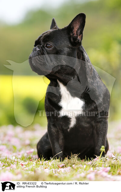 sitzende Franzsische Bulldogge / sitting French Bulldog / RR-83322