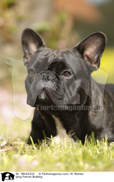 liegende Franzsische Bulldogge / lying French Bulldog / RR-83333