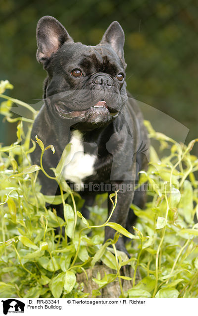 Franzsische Bulldogge / French Bulldog / RR-83341
