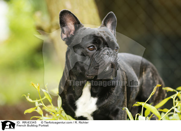 Franzsische Bulldogge Portrait / French Bulldog Portrait / RR-83345