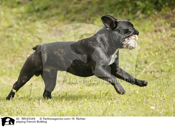 spielende Franzsische Bulldogge / playing French Bulldog / RR-83349