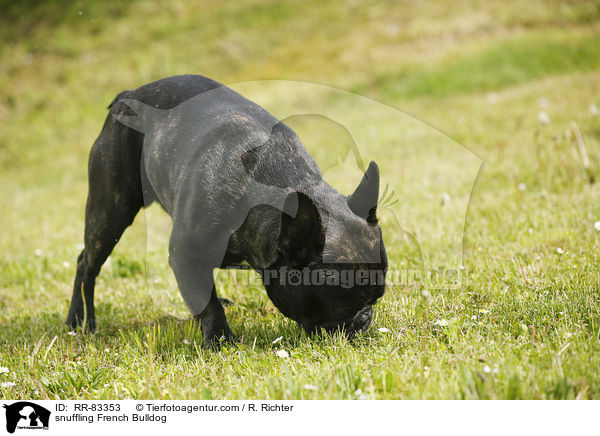 schnuppernde Franzsische Bulldogge / snuffling French Bulldog / RR-83353