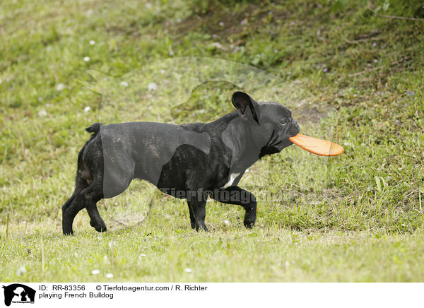 spielende Franzsische Bulldogge / playing French Bulldog / RR-83356