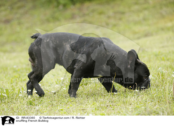 schnuppernde Franzsische Bulldogge / snuffling French Bulldog / RR-83360