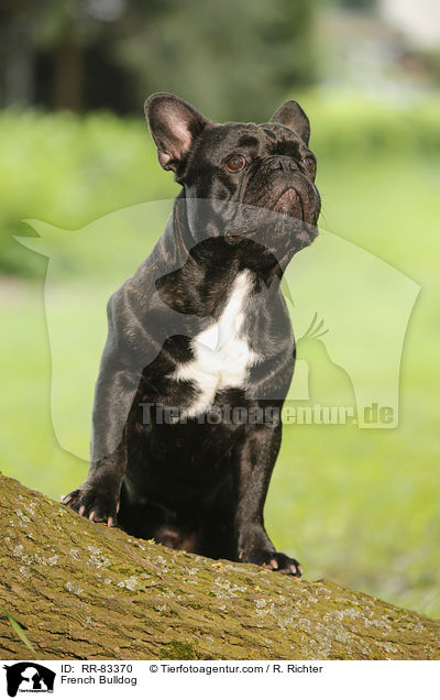 Franzsische Bulldogge / French Bulldog / RR-83370