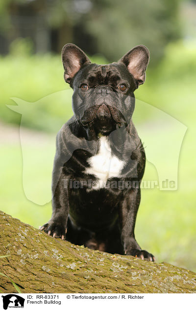 Franzsische Bulldogge / French Bulldog / RR-83371