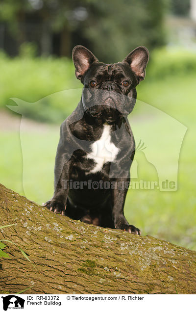 Franzsische Bulldogge / French Bulldog / RR-83372