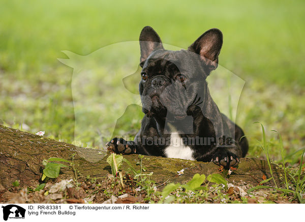 liegende Franzsische Bulldogge / lying French Bulldog / RR-83381
