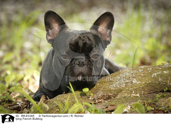liegende Franzsische Bulldogge / lying French Bulldog / RR-83385