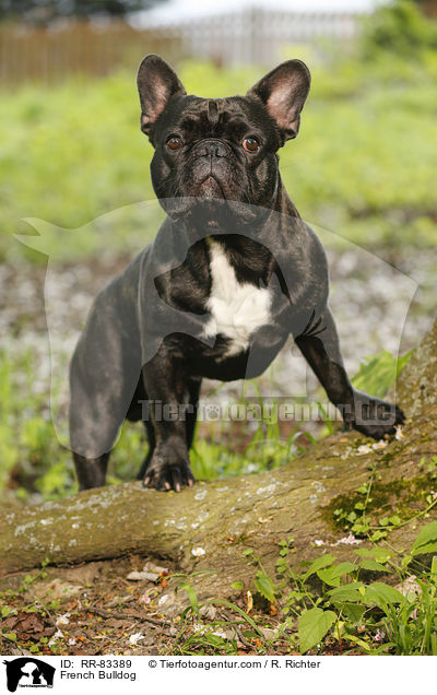 Franzsische Bulldogge / French Bulldog / RR-83389