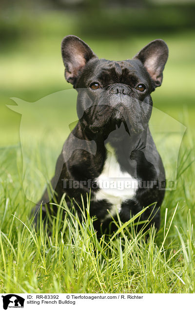 sitzende Franzsische Bulldogge / sitting French Bulldog / RR-83392