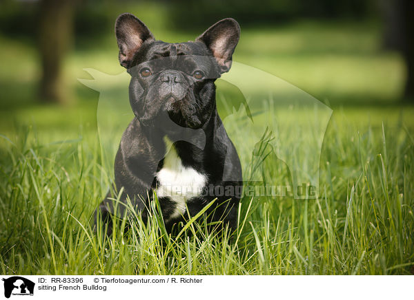 sitzende Franzsische Bulldogge / sitting French Bulldog / RR-83396