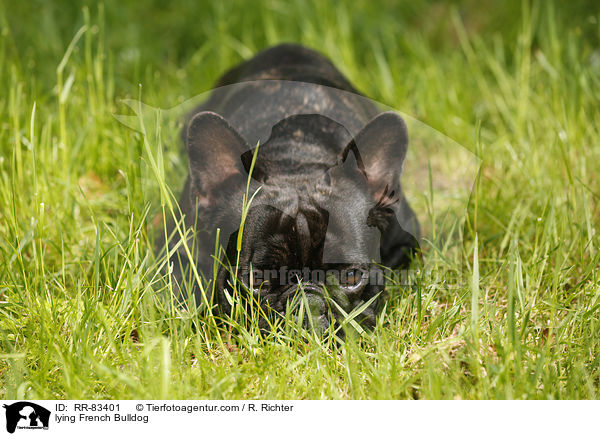 liegende Franzsische Bulldogge / lying French Bulldog / RR-83401