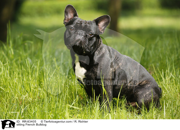 sitzende Franzsische Bulldogge / sitting French Bulldog / RR-83405
