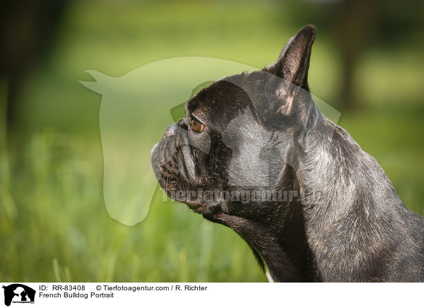 Franzsische Bulldogge Portrait / French Bulldog Portrait / RR-83408