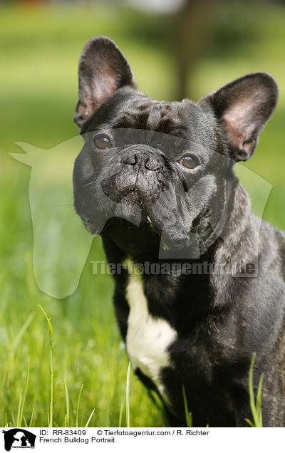 Franzsische Bulldogge Portrait / French Bulldog Portrait / RR-83409