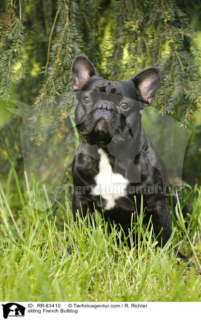 sitzende Franzsische Bulldogge / sitting French Bulldog / RR-83410