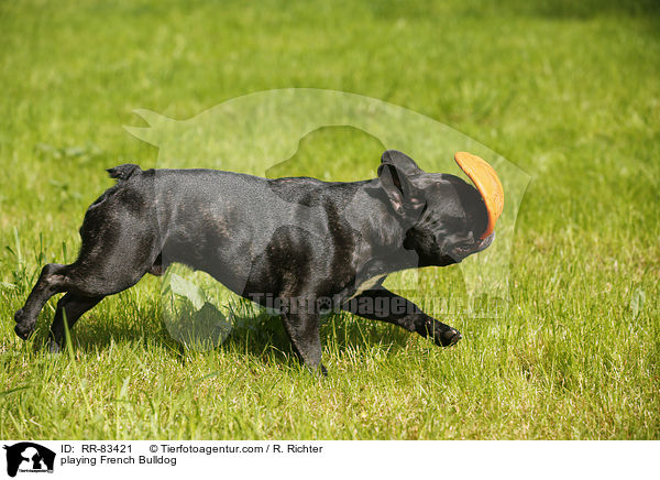 spielende Franzsische Bulldogge / playing French Bulldog / RR-83421