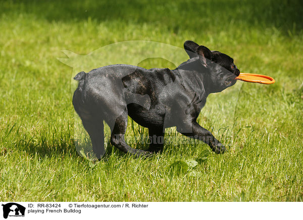 spielende Franzsische Bulldogge / playing French Bulldog / RR-83424