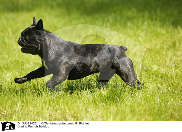 rennende Franzsische Bulldogge / running French Bulldog / RR-83425