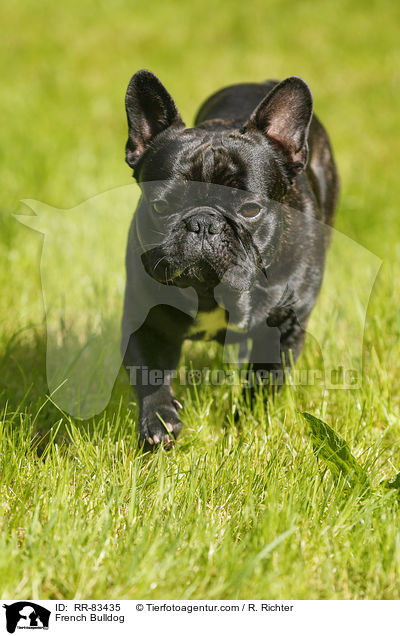 Franzsische Bulldogge / French Bulldog / RR-83435