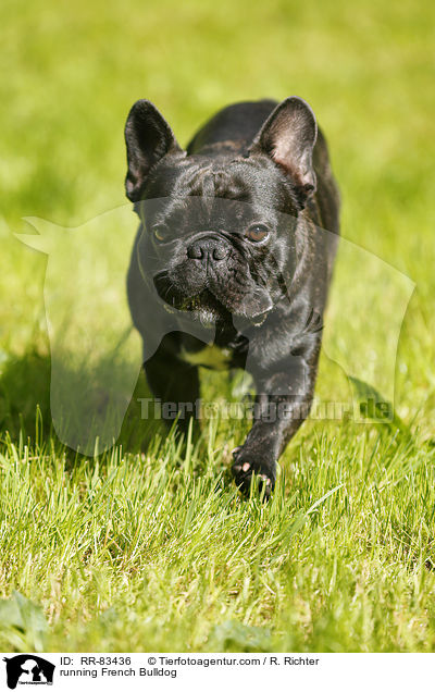 rennende Franzsische Bulldogge / running French Bulldog / RR-83436