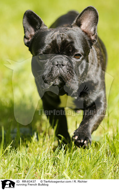 rennende Franzsische Bulldogge / running French Bulldog / RR-83437