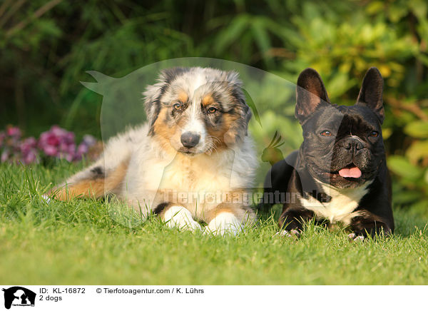 2 Hunde / 2 dogs / KL-16872