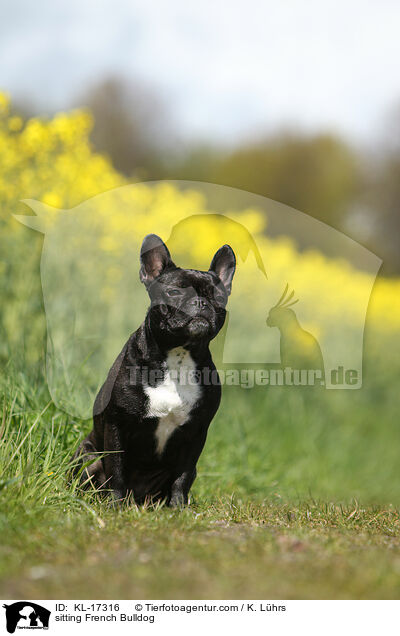 sitzende Franzsische Bulldogge / sitting French Bulldog / KL-17316