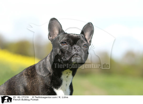 Franzsische Bulldogge Portrait / French Bulldog Portrait / KL-17319