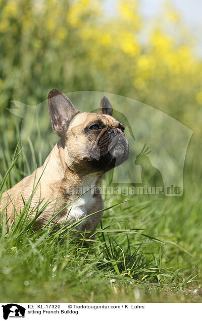 sitzende Franzsische Bulldogge / sitting French Bulldog / KL-17320