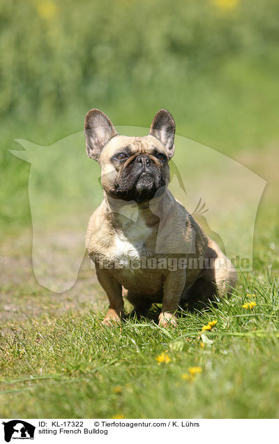 sitzende Franzsische Bulldogge / sitting French Bulldog / KL-17322
