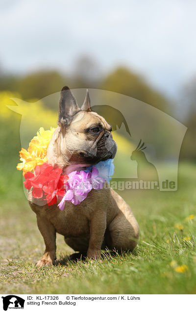 sitzende Franzsische Bulldogge / sitting French Bulldog / KL-17326