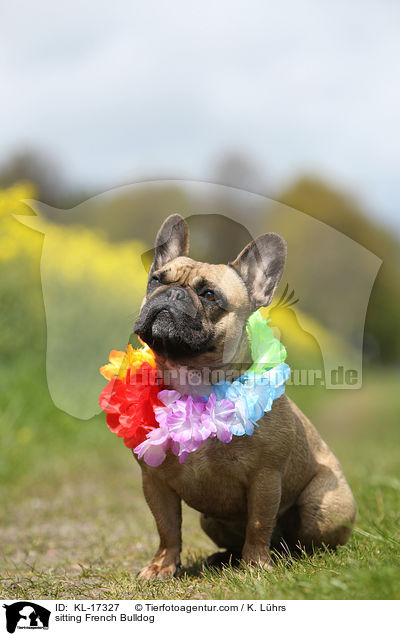 sitzende Franzsische Bulldogge / sitting French Bulldog / KL-17327