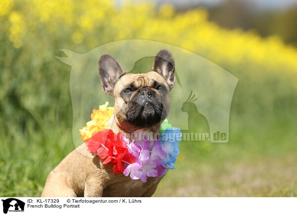 Franzsische Bulldogge Portrait / French Bulldog Portrait / KL-17329