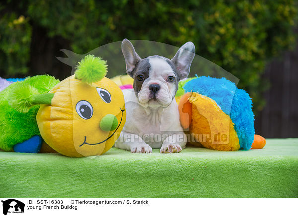 junge Franzsische Bulldogge / young French Bulldog / SST-16383