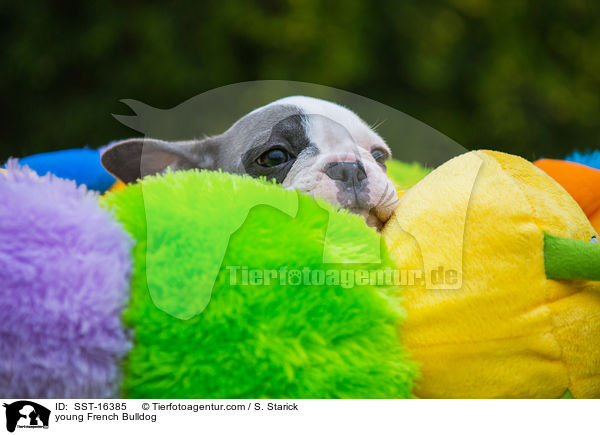 junge Franzsische Bulldogge / young French Bulldog / SST-16385