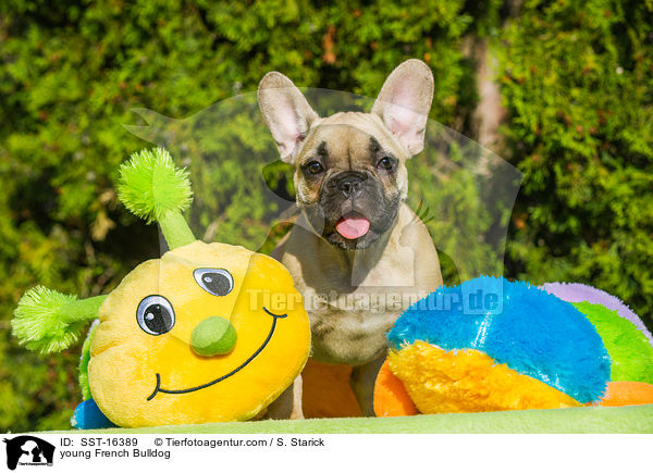 junge Franzsische Bulldogge / young French Bulldog / SST-16389