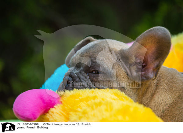 junge Franzsische Bulldogge / young French Bulldog / SST-16398