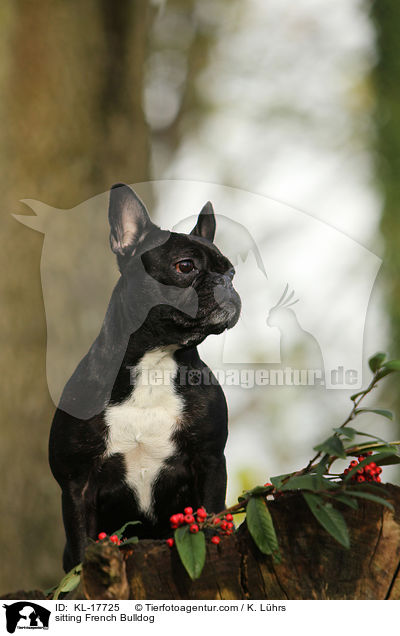 sitzende Franzsische Bulldogge / sitting French Bulldog / KL-17725