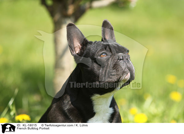 Franzsische Bulldogge Portrait / French Bulldog Portrait / KL-18015