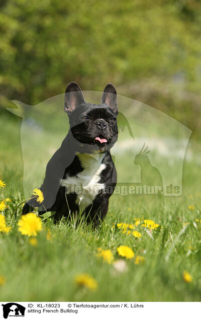 sitzende Franzsische Bulldogge / sitting French Bulldog / KL-18023