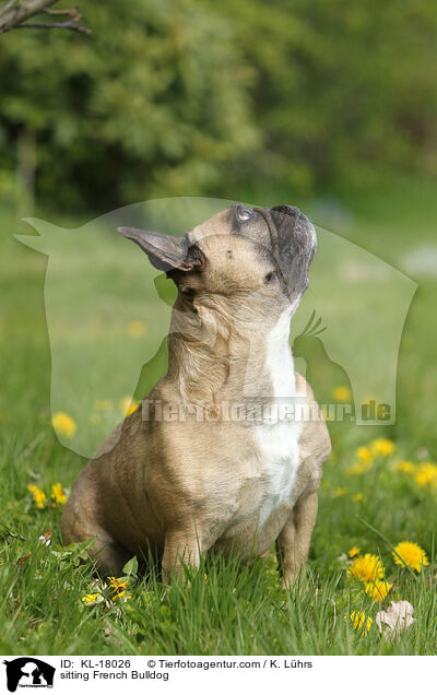 sitzende Franzsische Bulldogge / sitting French Bulldog / KL-18026