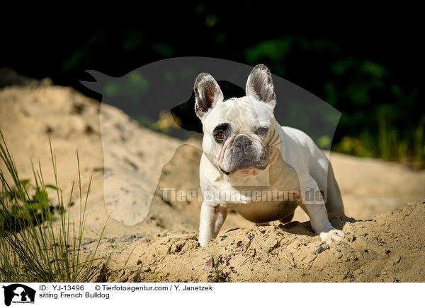 sitzende Franzsische Bulldogge / sitting French Bulldog / YJ-13496
