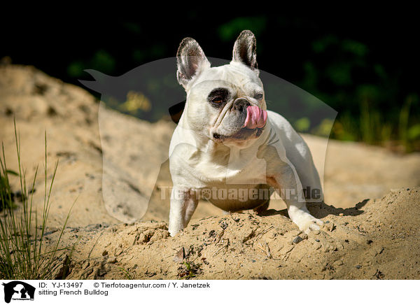 sitzende Franzsische Bulldogge / sitting French Bulldog / YJ-13497