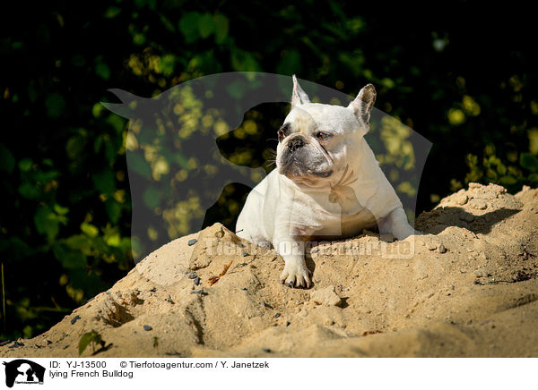 liegende Franzsische Bulldogge / lying French Bulldog / YJ-13500
