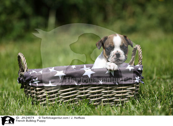 Franzsische Bulldogge Welpe / French Bulldog Puppy / JH-24674