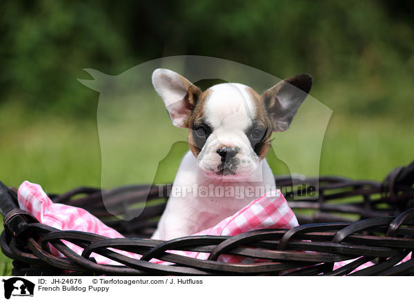 Franzsische Bulldogge Welpe / French Bulldog Puppy / JH-24676
